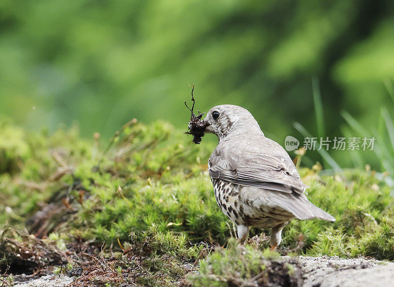 画眉鸟(Turdus viscivorus)正在收集巢料